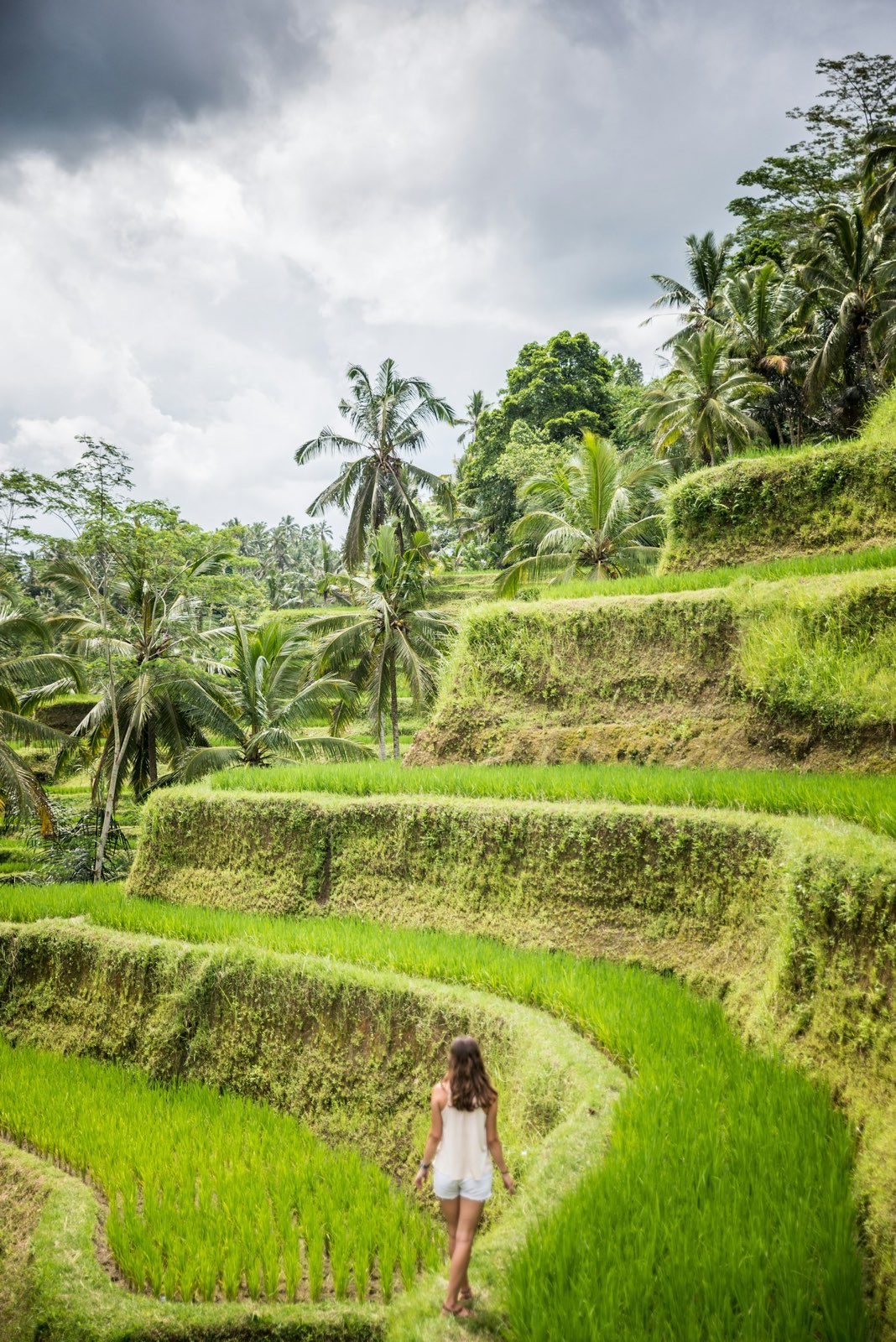 Arrozales en terraza de Ubud