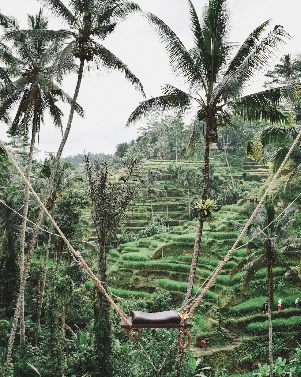 Selva y arrozales de Bali